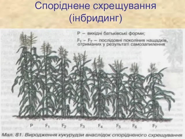 Споріднене схрещування (інбридинг)