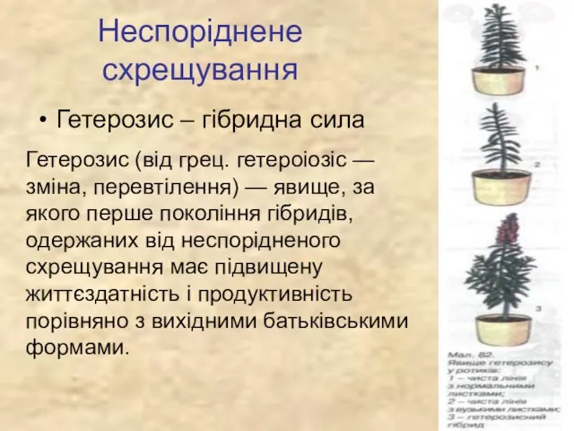 Неспоріднене схрещування Гетерозис – гібридна сила Гетерозис (від грец. гетероіозіс — зміна,