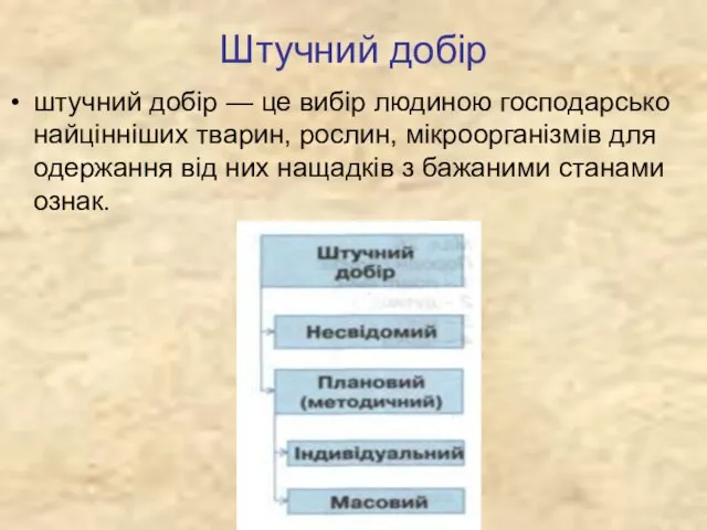 Штучний добір штучний добір — це вибір людиною господарсько найцінніших тварин, рослин,