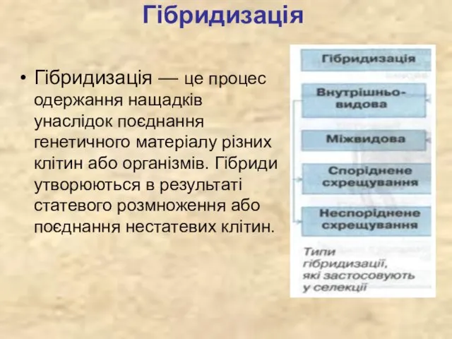 Гібридизація Гібридизація — це процес одержання нащадків унаслідок поєднання генетичного матеріалу різних