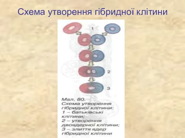 Схема утворення гібридної клітини