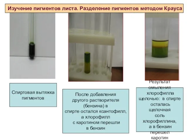 Спиртовая вытяжка пигментов После добавления другого растворителя (бензина) в спирте остался ксантофилл,