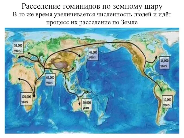 Расселение гоминидов по земному шару В то же время увеличивается численность людей