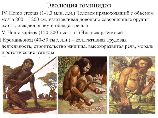 Эволюция гоминидов IV. Homo erectus (1-1,3 млн. л.н.) Человек прямоходящий с объёмом