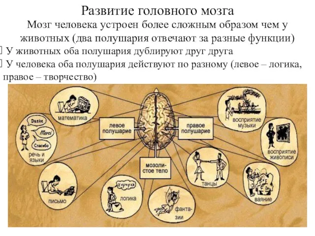 Развитие головного мозга Мозг человека устроен более сложным образом чем у животных