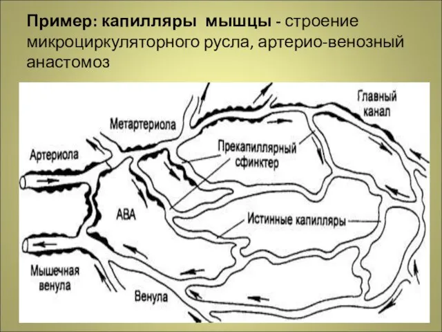 Пример: капилляры мышцы - строение микроциркуляторного русла, артерио-венозный анастомоз