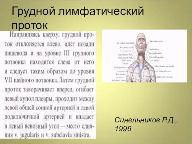 Грудной лимфатический проток Синельников Р.Д., 1996