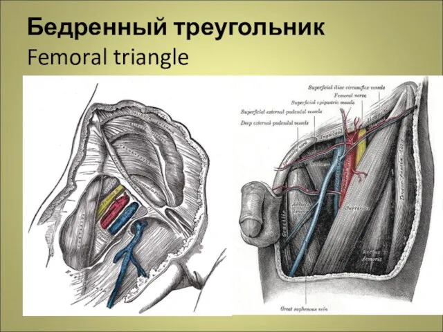 Бедренный треугольник Femoral triangle