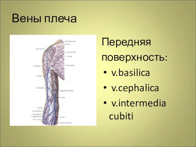 Вены плеча Передняя поверхность: v.basilica v.cephalica v.intermedia cubiti