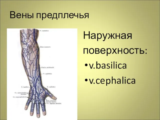 Вены предплечья Наружная поверхность: v.basilica v.cephalica