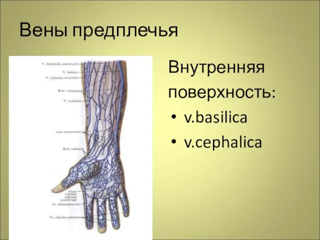 Вены предплечья Внутренняя поверхность: v.basilica v.cephalica