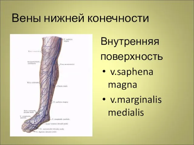 Вены нижней конечности Внутренняя поверхность v.saphena magna v.marginalis medialis