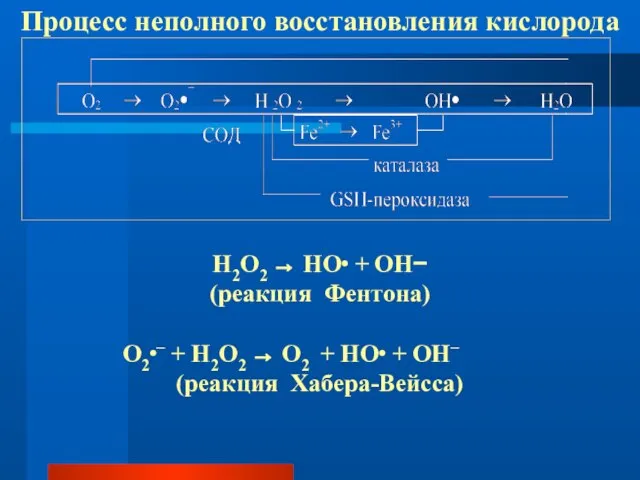 H2O2 → НО∙ + OH− (реакция Фентона) О2∙– + H2О2 → О2