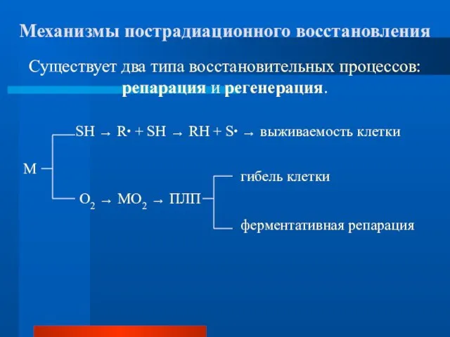 Механизмы пострадиационного восстановления Существует два типа восстановительных процессов: репарация и регенерация. SH