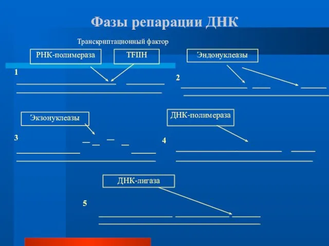 Фазы репарации ДНК Транскриптационный фактор 1 5 4 3 2