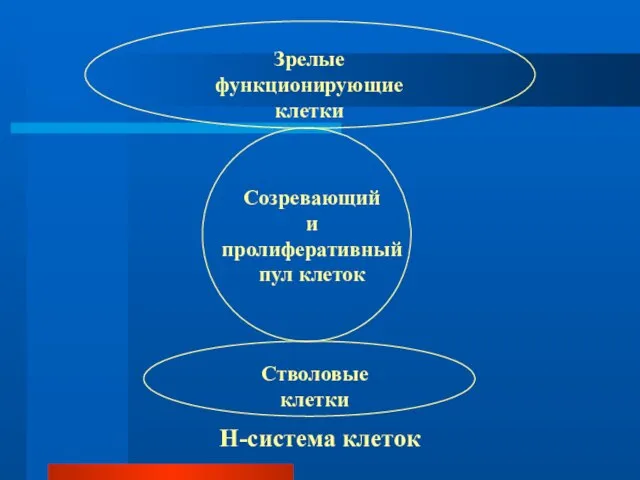 Зрелые функционирующие клетки Стволовые клетки Созревающий и пролиферативный пул клеток Н-система клеток