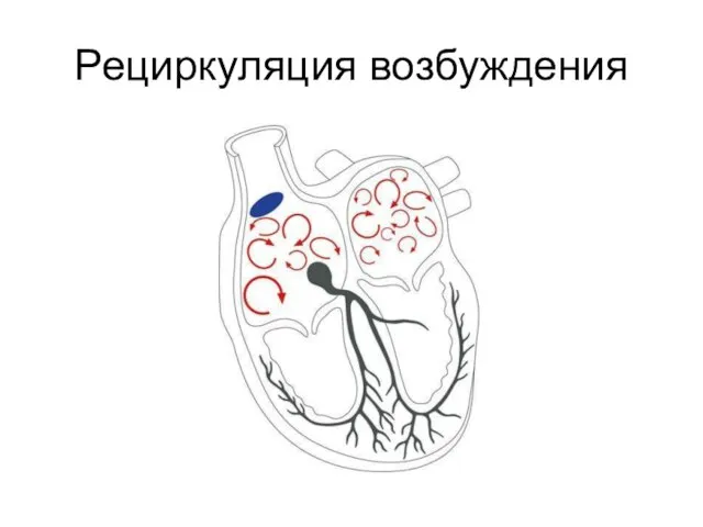 Рециркуляция возбуждения