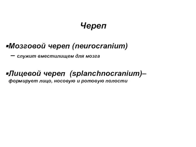 Череп Мозговой череп (neurocranium) – служит вместилищем для мозга Лицевой череп (splanchnocranium)–