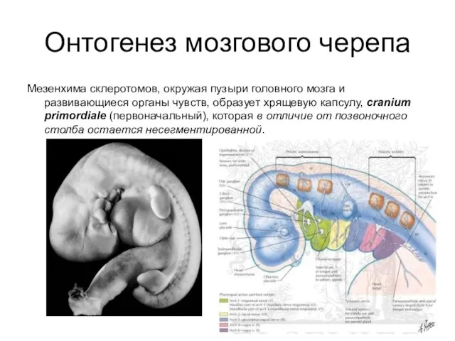 Онтогенез мозгового черепа Мезенхима склеротомов, окружая пузыри головного мозга и развивающиеся органы