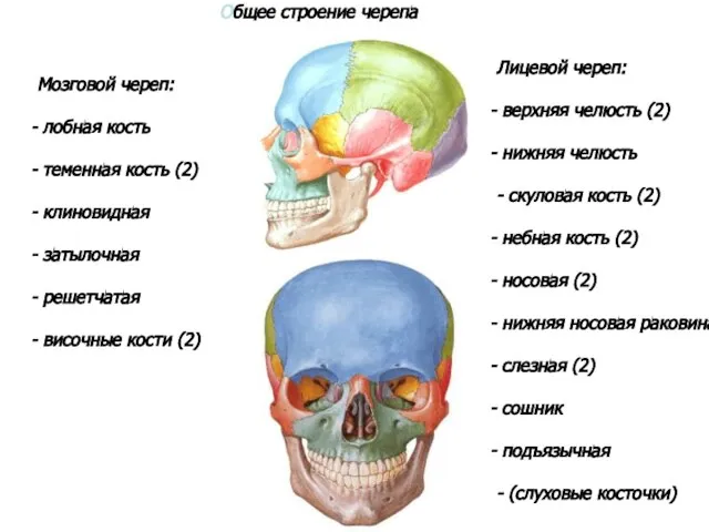 Общее строение черепа Мозговой череп: лобная кость теменная кость (2) клиновидная затылочная