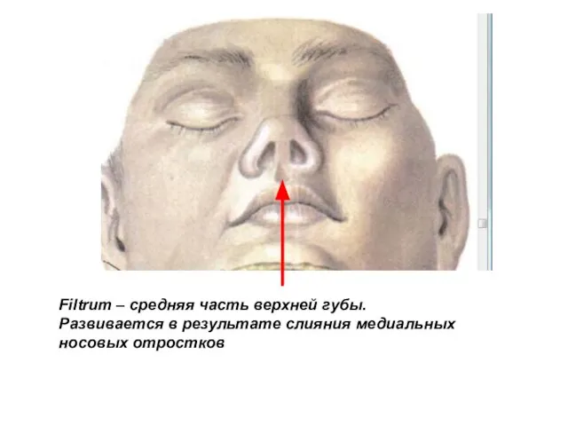 Filtrum – средняя часть верхней губы. Развивается в результате слияния медиальных носовых отростков