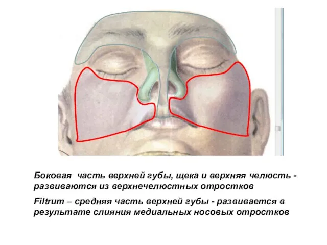 Боковая часть верхней губы, щека и верхняя челюсть - развиваются из верхнечелюстных