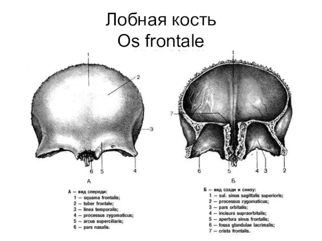 Лобная кость Os frontale