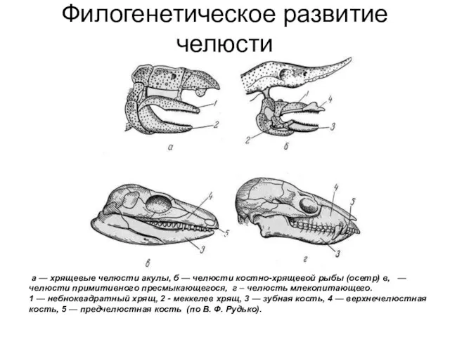 Филогенетическое развитие челюсти а — хрящевые челюсти акулы, б — челюсти костно-хрящевой