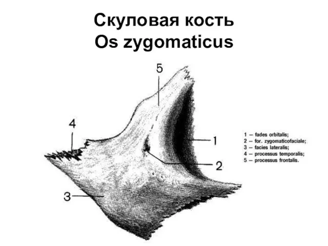 Скуловая кость Os zygomaticus