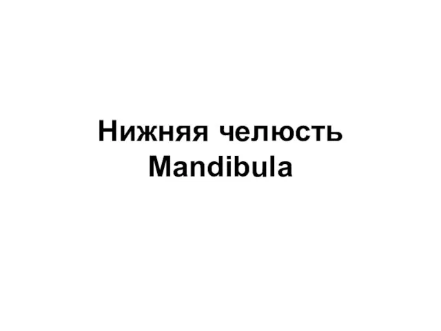 Нижняя челюсть Mandibula