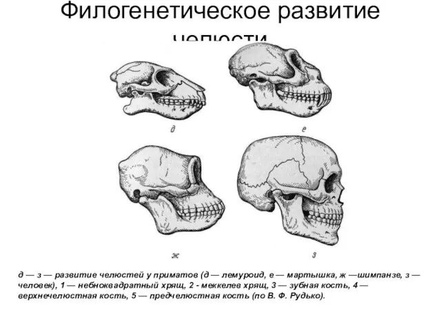Филогенетическое развитие челюсти д — з — развитие челюстей у приматов (д