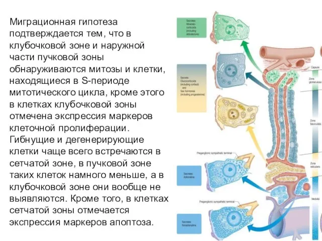 Миграционная гипотеза подтверждается тем, что в клубочковой зоне и наружной части пучковой