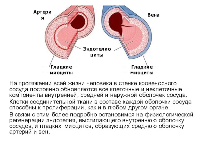 Гладкие миоциты Гладкие миоциты Эндотелиоциты Вена Артерия На протяжении всей жизни человека