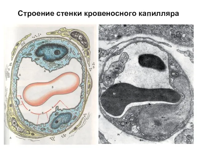 Строение стенки кровеносного капилляра