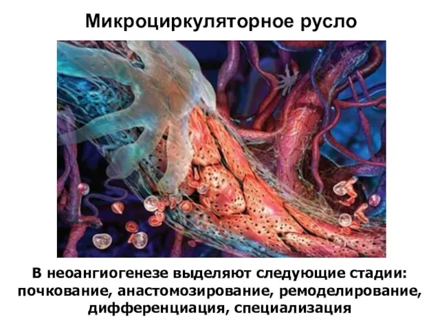Микроциркуляторное русло В неоангиогенезе выделяют следующие стадии: почкование, анастомозирование, ремоделирование, дифференциация, специализация