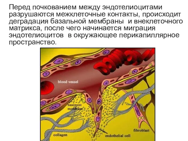 Перед почкованием между эндотелиоцитами разрушаются межклеточные контакты, происходит деградация базальной мембраны и