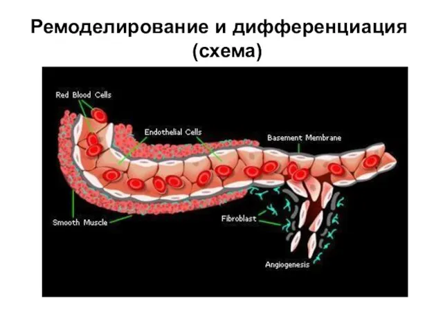 Ремоделирование и дифференциация (схема)