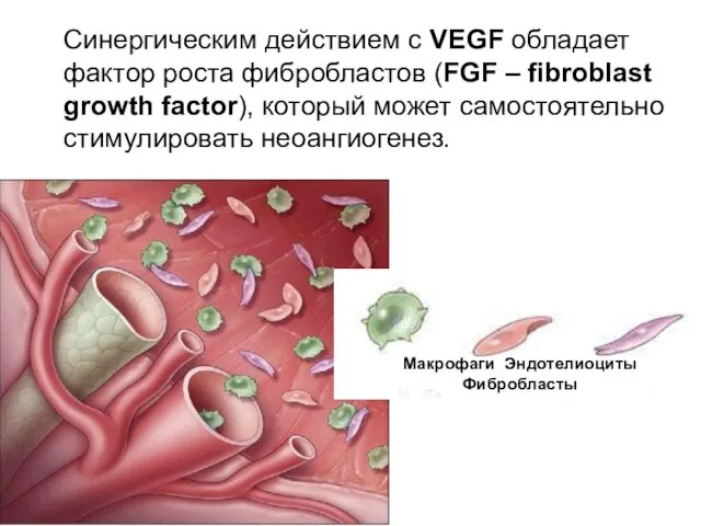 Макрофаги Эндотелиоциты Фибробласты Синергическим действием с VEGF обладает фактор роста фибробластов (FGF