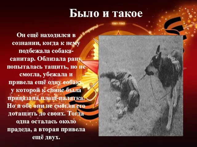 Он ещё находился в сознании, когда к нему подбежала собака-санитар. Облизала рану,