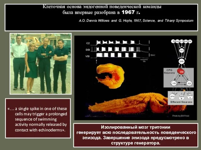 Клеточная основа эндогенной поведенческой команды была впервые разобрана в 1967 г. A.O.