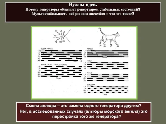 Нужны идеи. Почему генераторы обладают репертуаром стабильных состояний? Мультистабильность нейронного ансамбля –