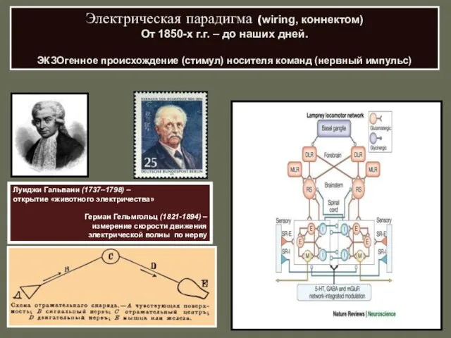 Электрическая парадигма (wiring, коннектом) От 1850-х г.г. – до наших дней. ЭКЗОгенное