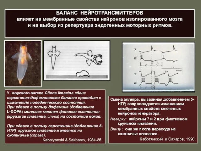 БАЛАНС НЕЙРОТРАНСМИТТЕРОВ влияет на мембранные свойства нейронов изолированного мозга и на выбор