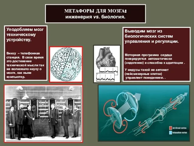 МЕТАФОРЫ ДЛЯ МОЗГА: инженерия vs. биология. Уподобляем мозг техническому устройству. Внизу –