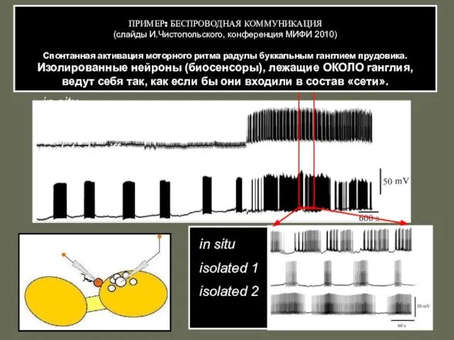 in situ isolated sniffer neuron in situ isolated 1 isolated 2 ПРИМЕР: