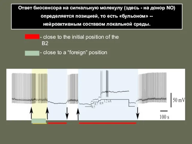 Ответ биосенсора на сигнальную молекулу (здесь - на донор NO) определяется позицией,