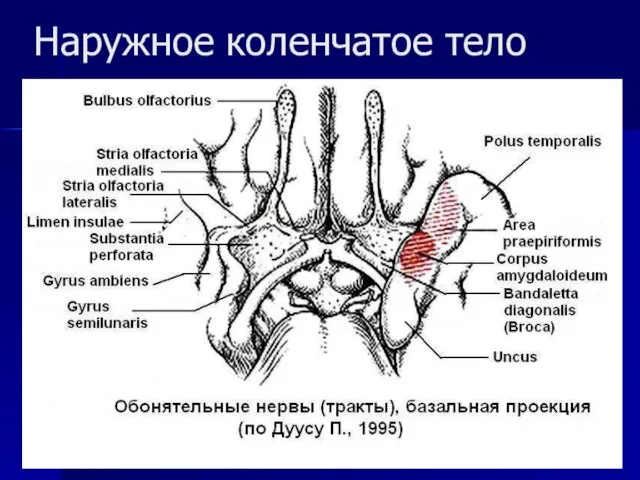 Наружное коленчатое тело