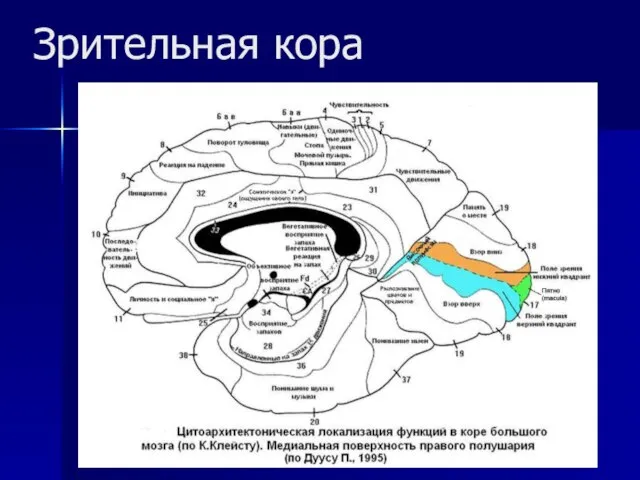 Зрительная кора