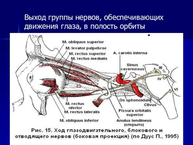 Выход группы нервов, обеспечивающих движения глаза, в полость орбиты