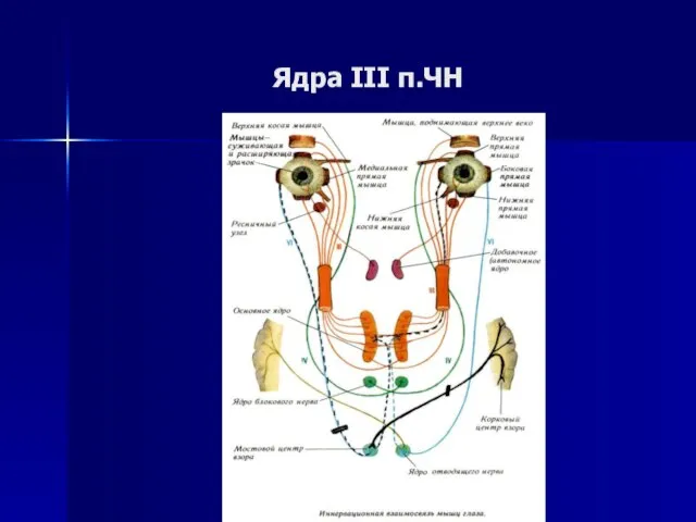 Ядра III п.ЧН